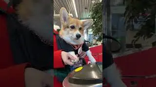 Вжух… и МЦД уже 4 года! Делимся видео-поздравлением от нашего милого четвероногого пассажира Баффи 😍