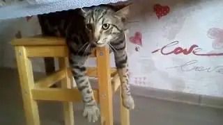 Кот устал ржач