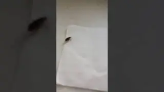 Шок! Тараканы в столовой!