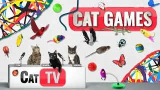 CAT Games | Ultimate Cat TV Compilation Vol 72 | 2 HOURS 🐝🐞🦋🦎🦜🐜🐭🧵
