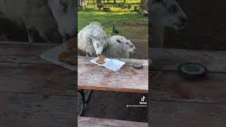 Crazy Sheep Ate My To Go Box!! #sheep #2023 #food