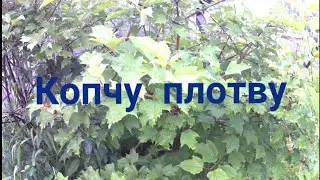 Копчу плотву.