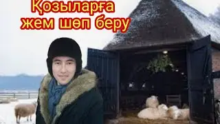 Қозыларға, жем-шөп салатын науа, біздің шаруашылық!! Қойлар, қозы, мал шаруашылығы, түйе!