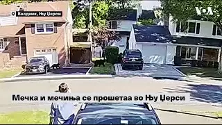 Мечка и мечиња се прошетаа во Њу Џерси