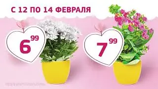Цветы ТО 1920x1080 30sec