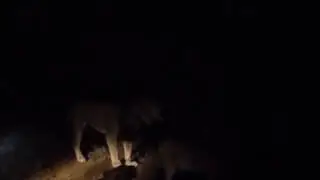 Lions Roar at Tshukudu Game Lodge in South Africa