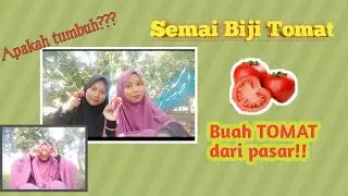 Cara Penyemaian Biji TOMAT cepat tumbuh!! ||  By Tika Rati