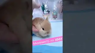ОСТОРОЖНО❗100% Мимишность