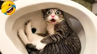 Omg So Cute Cat Funny Moments