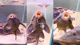 Best Pleco Mukbang #1