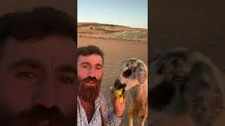 Gulçin 500 km koşarak gelip incir yedi