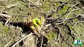 dangerous Insect 19
