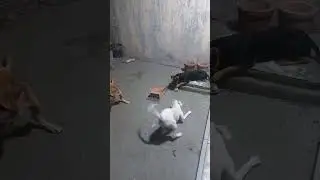 Os cachorros querem pegar o osso de mocotó da cachorra Rute #pets #cachorrada #osso