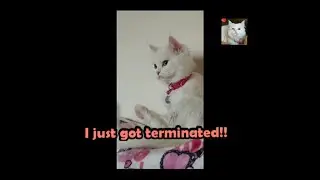 CATlebrity: CAT DEPRESSED DUE TO TERMINATION FROM WORK..WARNING! THIS MIGHT MAKE YOU CRY.