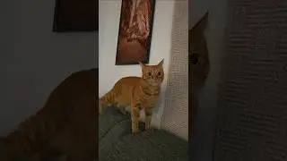 ❤️Кот Артём❤️