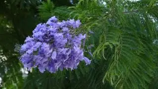 Panasonic LUMIX DMC-FZ1000- Slow Motion & Shaking Test 3