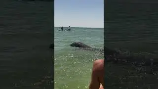 Дельфины у берега. Витязево 02.07.24
