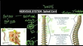 Nervous System(तंत्रिका तंत्र): Spinal Cord (मेरुदंड)