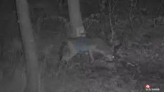Jumping yote