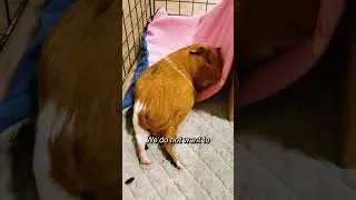 Gaining Your Guinea Pig’s Trust pt.2 Moving On to Pets 