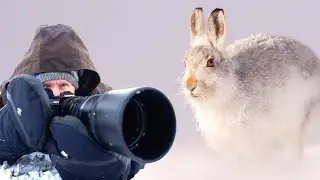 7 Essential Winter Wildlife Photography Tips in Snow | Mountain Hares, Cairngorms Scotland