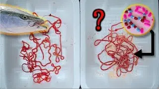 A Drug to Worm Parasites in Fish (Yellowtail)? Does Albendazole Kill Parasites Effectively?