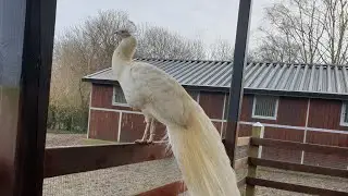 Guldborgsund Zoo