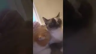 Бася и Буся 