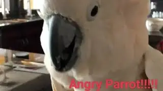 Talking Parrot | 🦜🐦🦜 | Angry Parrot | #Shorts #birds