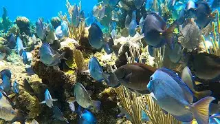 Beautiful Reefs in Roatan Honduras, Snorkeling on NCL Shore Excursion w/ Jolly Roger sailing charter