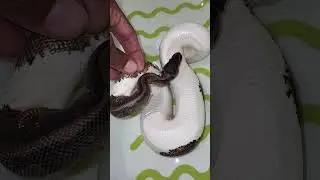 Dia diferenciado #ballpython
