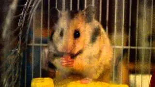 Hamster eats watermelon