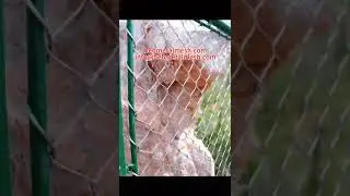 Aviary netting from stainless steel rope mesh #birds #aviary #fencing