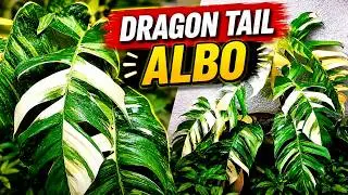 Epipremnun Pinnatum Albo | Dragon Tail Plant Care