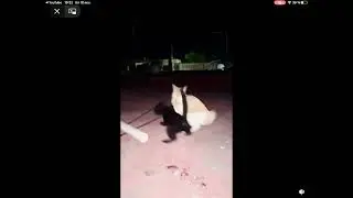 Cat accidentally grabs its friend. Drags him away.