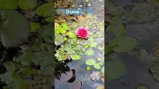 осень, очей очарование.