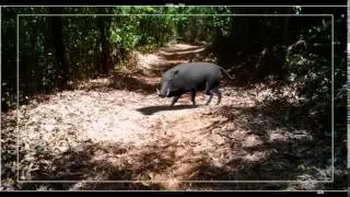 Wild boar Animation-Realistic 3D Quadruped Walk animation in Maya