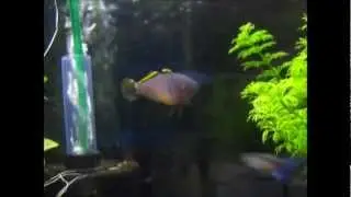 TATEURDINAS