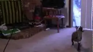 Puppy doesn't like whips