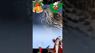 Хэерле кышкы иртэлэр дусларым❄❄❄