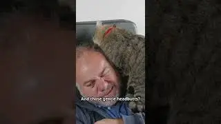 Cat Logic Collection #catshorts #catvideos  #funnycats