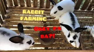 BAKIT HINDI DUMAMI ANG RABBIT SA FARM?/ RABBIT FARMING // LH FARM