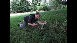 A Giant Edible Mushroom!