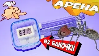 Как сделать арену для муравьев из пищевого контейнера