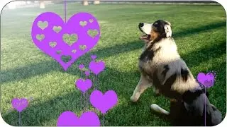 GTA 5 - Cutest Dog Ever