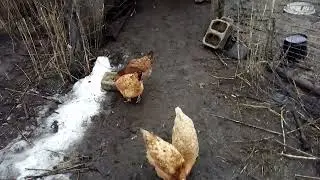 Весёлые и бесстыжие куры
