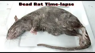 Dead Rat Time-lapse