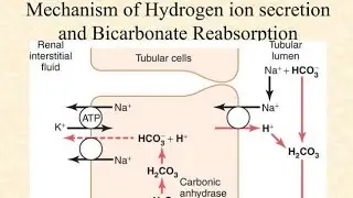 Reabsorption of Bicarbonate By kidneys as a Homeostasis Regulation Mechanism