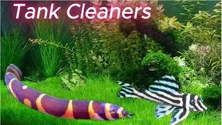 Top 10 The Best Sucker Fish For Your Aquarium |  Best Fish Tank Cleaners
