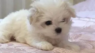Знакомьтесь Маршал и Скай, щенки с Щенячий патруль. Marshall and Skye, the puppies from paw patrol.